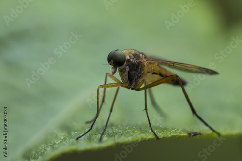 mosquito, Asilidae, Ктырь © Pavel Sumenkov