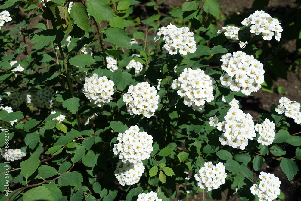 Bush of spiraea vanhouttei with flowers in spring Bush of spiraea vanhouttei with flowers in spring