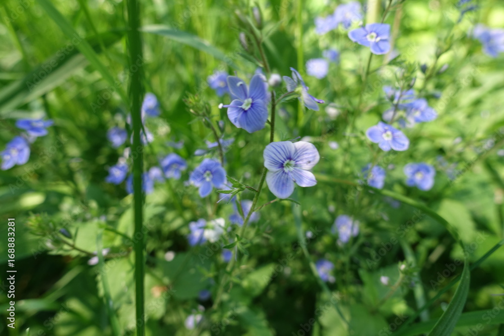 Close up of spriped blue flowers of speedwell Close up of spriped blue flowers of speedwell