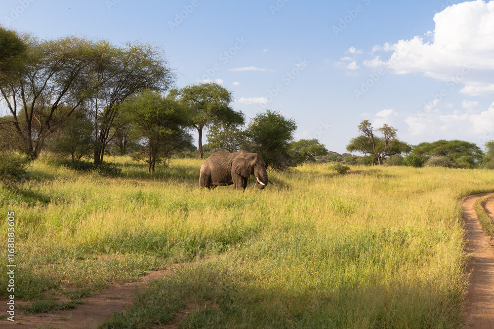 Landscape with big elephant in green savanna. Tarangire, Tanzania