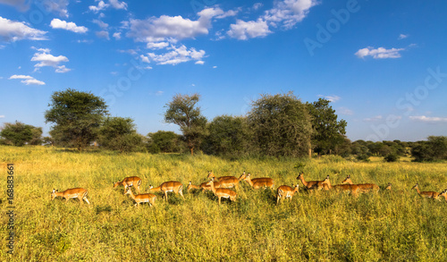 Large herd of impalas. Tarangire, Tanzania