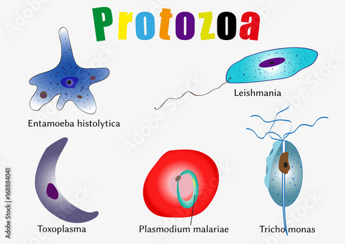 Protozoa  - the causative agents of human diseases photo