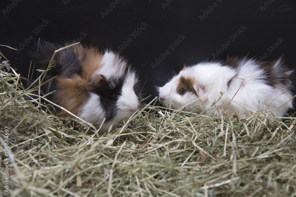 guinea pig male and female in hay guinea pig male and female in hay