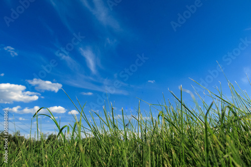 a clear sky and grass