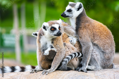 Ring-tailed lemur with her cute babies