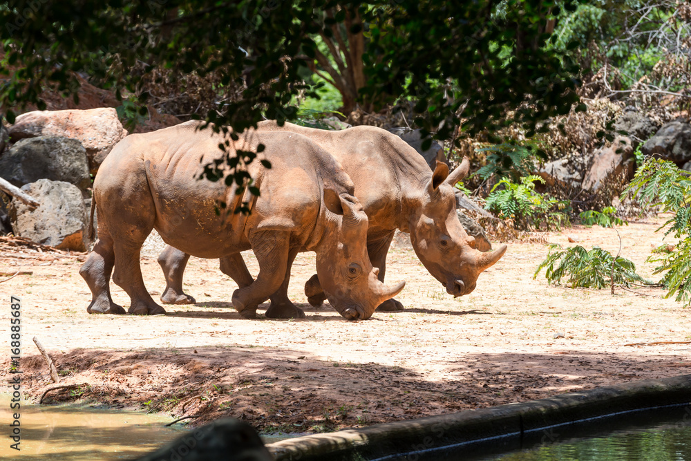 Fototapeta premium portrait image white rhinoceros in Nakhon Ratchasima Zoo