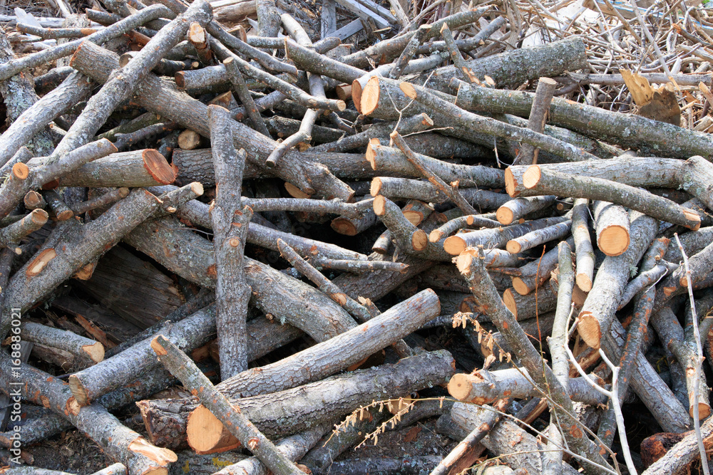 Tree stumps Tree stumps