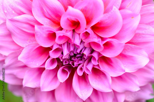 close up pink chrysanthemum flower © mypuy