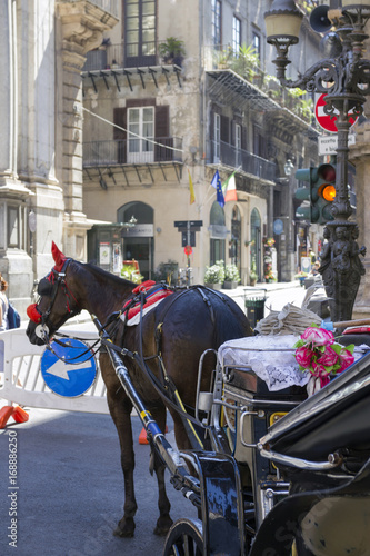 Horses at Quattro Canti in Palermo, Italy