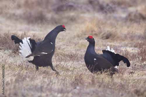 black grouse