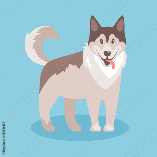 Flat vector illustration. Husky  nice friendly pet. 