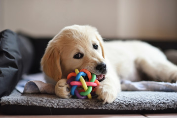 Acrylglasbilder Hund Golden Retriever Welpe spielt mit Spielzeug  © photology1971
