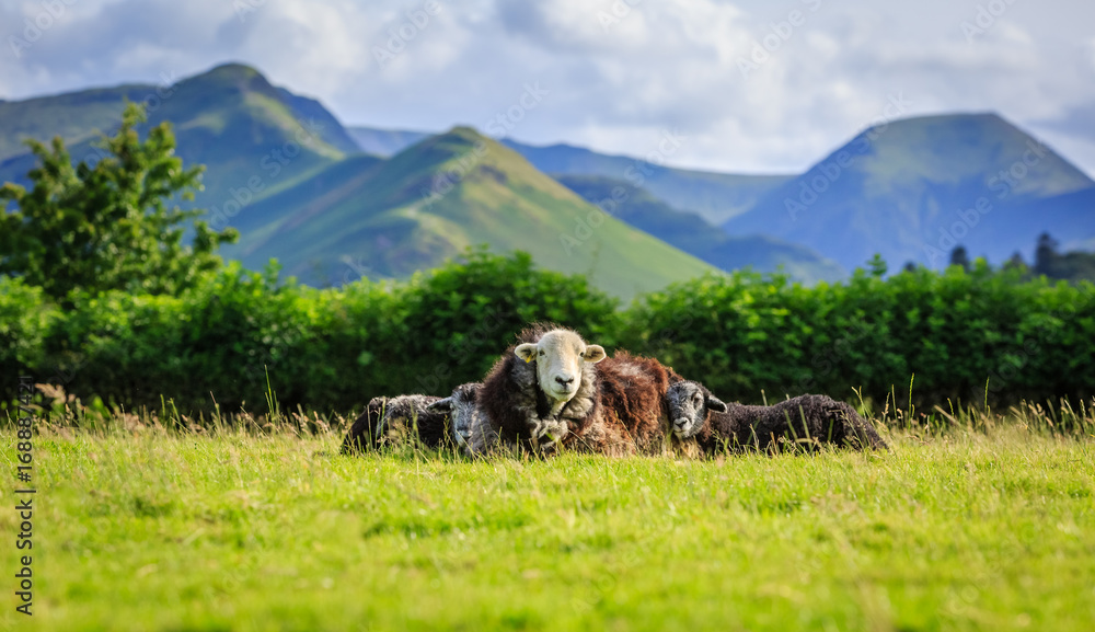 Fototapeta premium Mother with lambs resting in field, The Lake District, Cumbria, England
