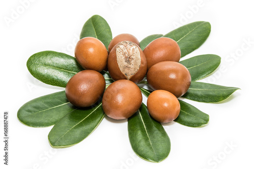 Shea nuts on leaves. Vitellaria Paradoxa