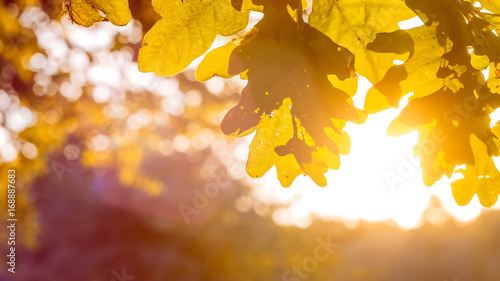 Yellow oak tree leaves in warm sun light. Backlit flares through the foliage.