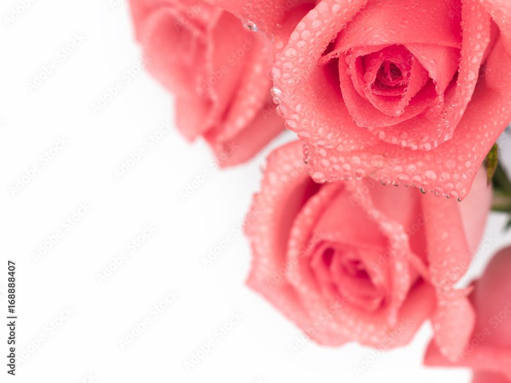 Close-up image of beautiful pink rose flower bouquet with droplet isolate on white background. Valentine day, love and wedding concept. Selective and soft focus. Copy space Close-up image of beautiful pink rose flower bouquet with droplet isolate on white background. Valentine day, love and wedding concept. Selective and soft focus. Copy space