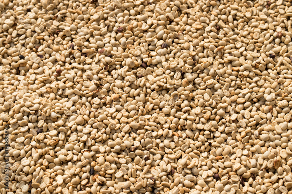 Background texture of green coffee beans Background texture of green coffee beans