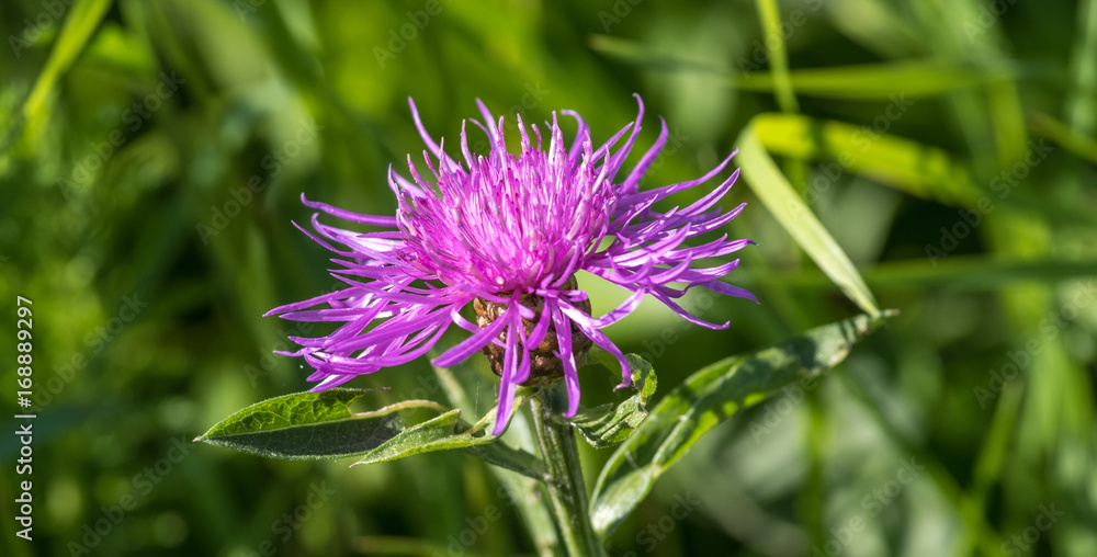 Obraz premium Violette Flockenblume