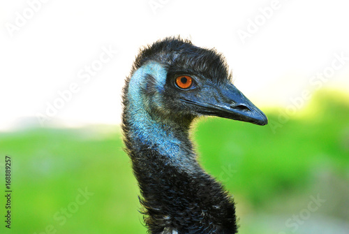 Close Up of an Emu Head with a Green Grassy Background