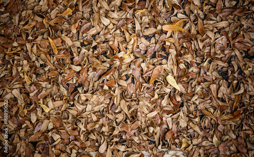 Dry leaves on the floor background.
