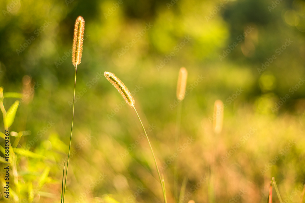 Close up view. Setaria geniculata (Lank) P. Beav. or Knotroot foxtail. Grass flowers warm soft sunshine beautiful and copy space. Close up view. Setaria geniculata (Lank) P. Beav. or Knotroot foxtail. Grass flowers warm soft sunshine beautiful and copy space.