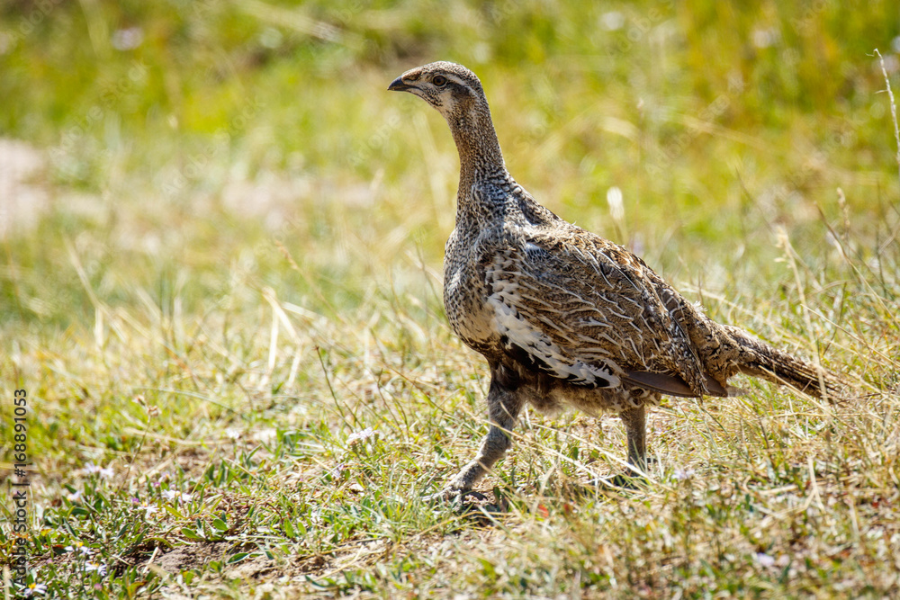 Fototapeta premium Female Sage Grouse