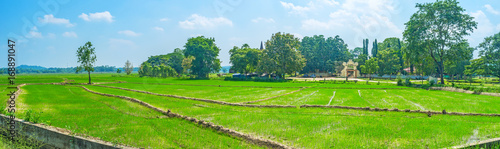 The beautiful paddy fields photo