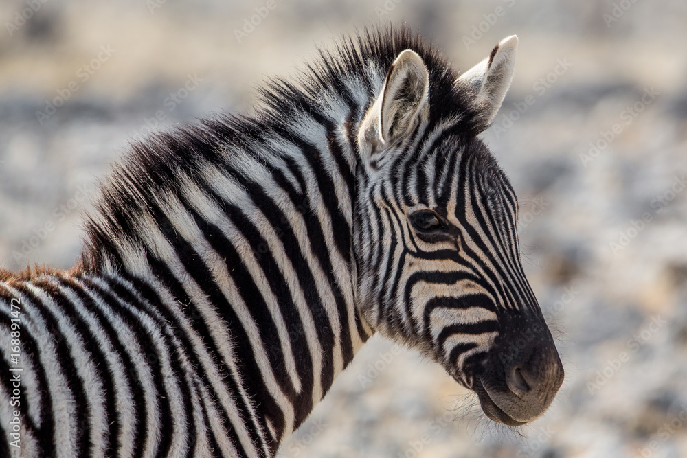 Plains zebra foal portrait (Equus quagga), Etosha National Park, Namibia Plains zebra foal portrait (Equus quagga), Etosha National Park, Namibia