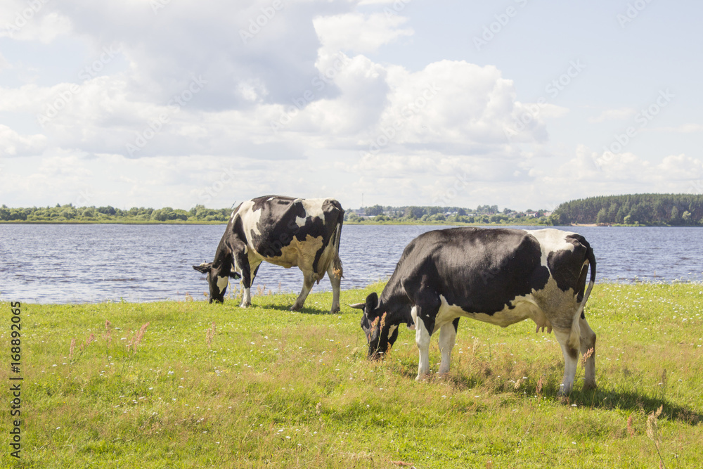 Black and white cows on a grass field near the river bank in sunny day in Russia