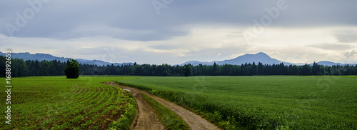 Dirt road among fields.
