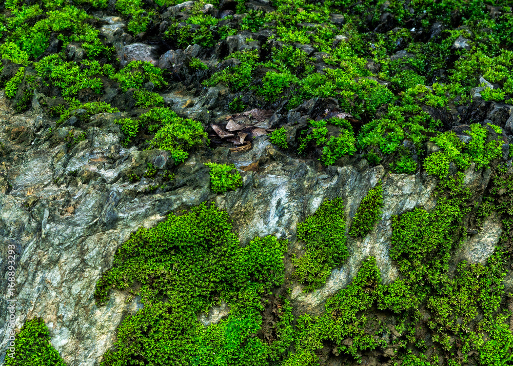 green moss background texture beautiful in nature