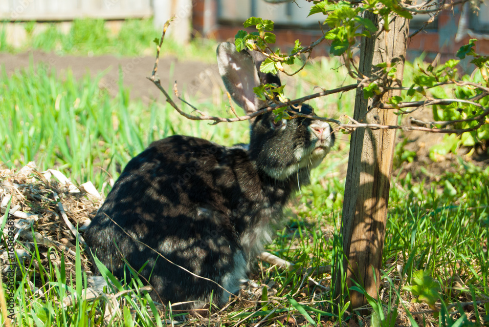 A domestic curiouse cat hunting a big black rabbit at a garden