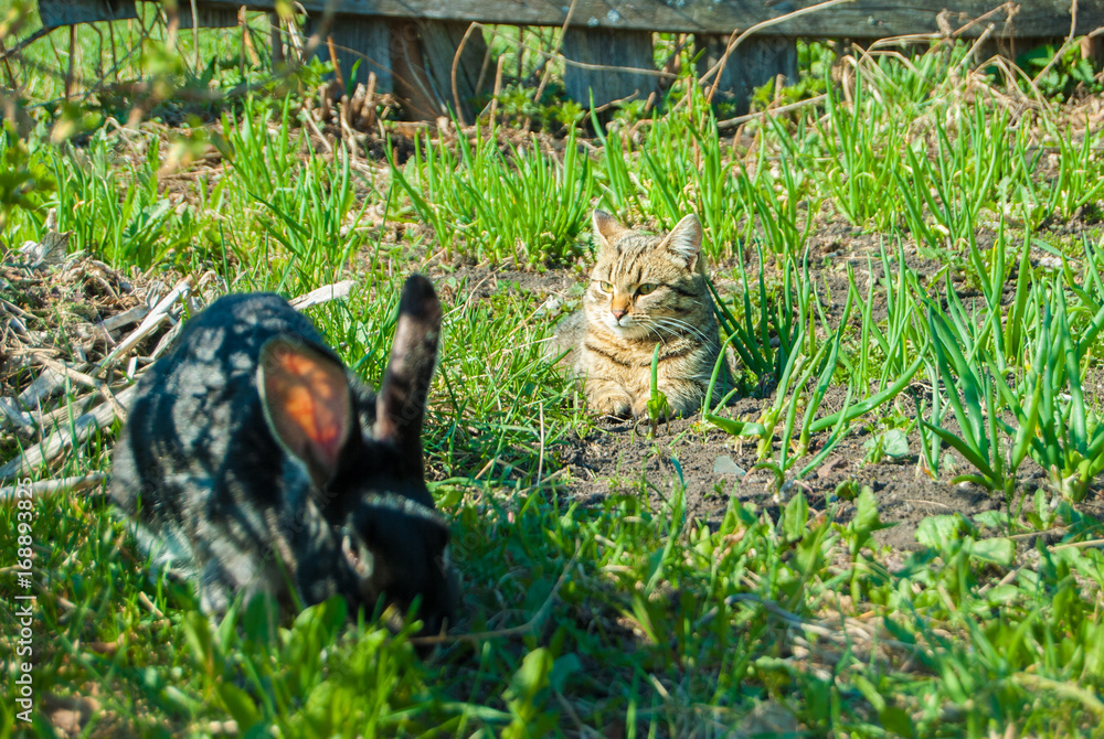 A domestic curiouse cat hunting a big black rabbit at a garden