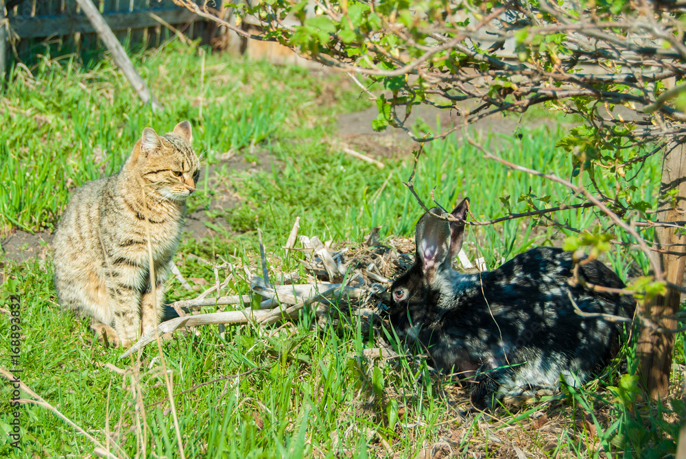 A domestic curiouse cat hunting a big black rabbit at a garden