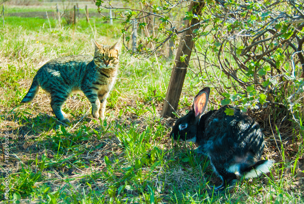 A domestic curiouse cat hunting a big black rabbit at a garden