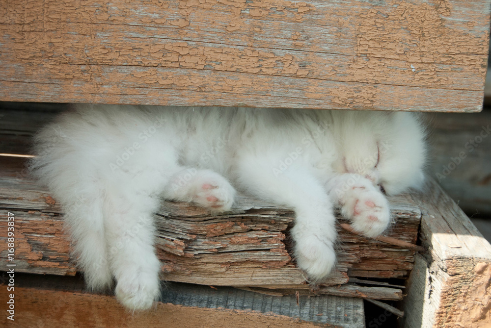 Cute angora white kitten sound sleep legs dangling at a wooden porch