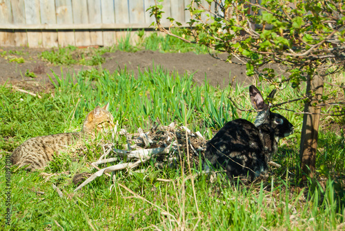 Obraz na płótnie A domestic curiouse cat hunting a big black rabbit at a garden w salonie