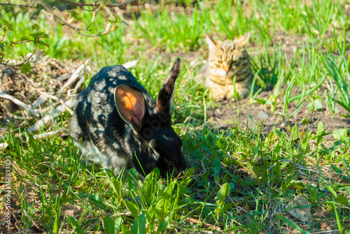 A domestic curiouse cat hunting a big black rabbit at a garden