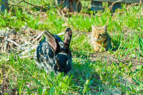 Obraz na płótnie A domestic curiouse cat hunting a big black rabbit at a garden w salonie