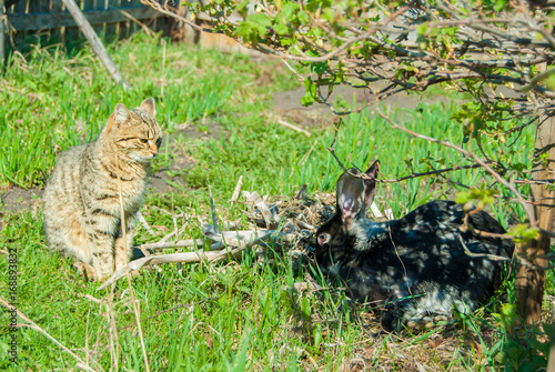 Obraz na płótnie A domestic curiouse cat hunting a big black rabbit at a garden w salonie