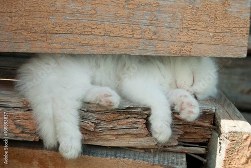 Obraz na płótnie Cute angora white kitten sound sleep legs dangling at a wooden porch w salonie