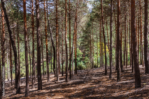 Pinus sylvestris. Bosque de Pino silvestre  albar. Sierra de la Culebra  Zamora  Espa  a.