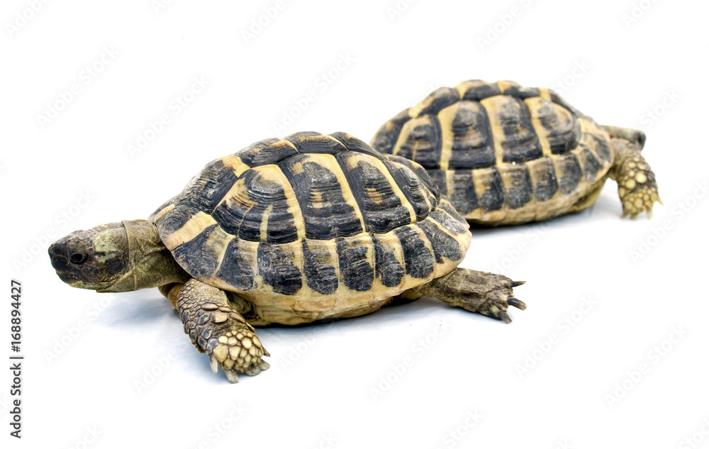 Naklejka premium Tartarughe su sfondo bianco