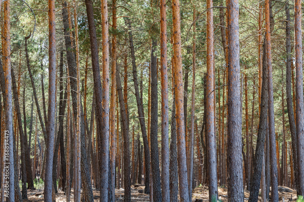 Pinus sylvestris. Pinar. Pino silvestre, albar. Sierra de la Culebra, Zamora, España.