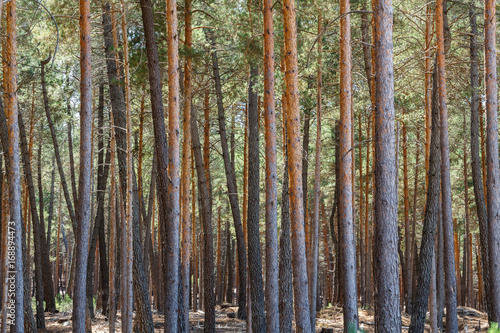 Pinus sylvestris. Pinar. Pino silvestre  albar. Sierra de la Culebra  Zamora  Espa  a.