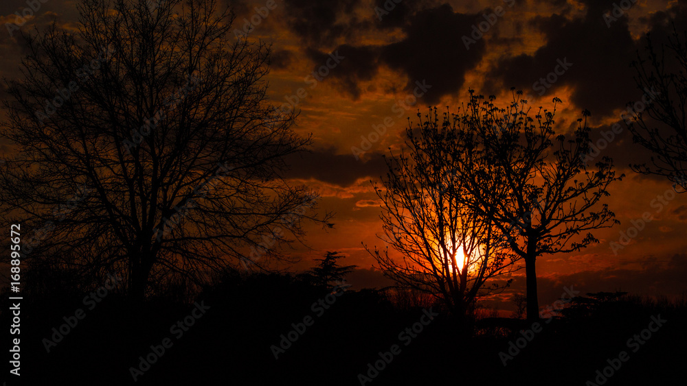 Orange sunset in country behind tree