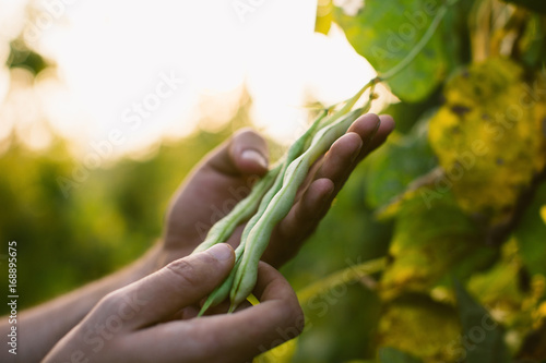 Closeup of hands holding holding organic green beans. photo