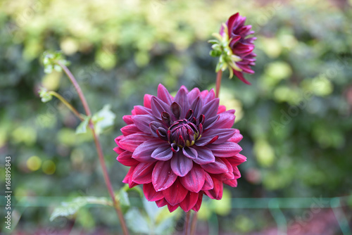 Fototapeta Naklejka Na Ścianę i Meble -  Dahlia violet en été au jardin