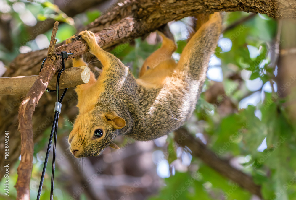 Fototapeta premium Fox Squirrel hanging upside down