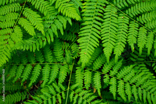 Undergrowth ferns in a Nordic forest